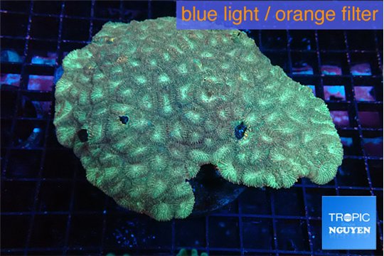 Favia golden 9-14 cm WYSIWYG acclimaté