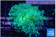 Euphyllia paradivisa green sunset 4-7 cm WYSIWYG acclimaté