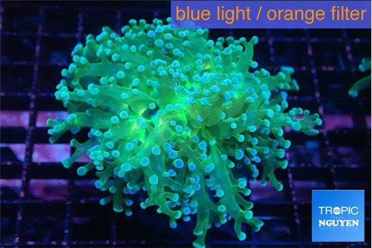 Euphyllia paradivisa green sunset 4-7 cm WYSIWYG acclimaté