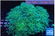 Euphyllia paradivisa green sunset 8-14 cm WYSIWYG acclimaté