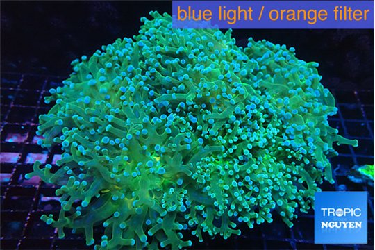 Euphyllia paradivisa green sunset 8-14 cm WYSIWYG acclimaté