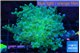 Euphyllia paradivisa green sunset 4-7 cm WYSIWYG acclimaté