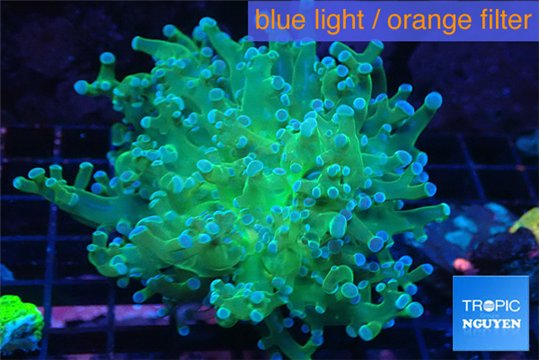 Euphyllia paradivisa green sunset 4-7 cm WYSIWYG acclimaté