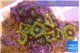 Zoanthus mix color 2-4 cm WYSIWYG acclimaté