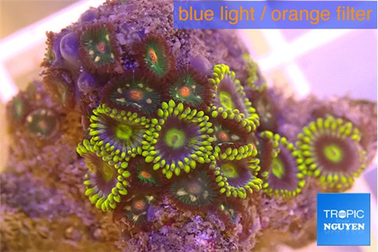 Zoanthus mix color 2-4 cm WYSIWYG acclimaté