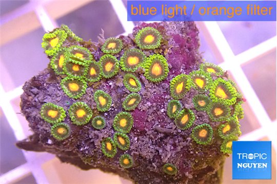 Zoanthus green 3-4 cm WYSIWYG acclimaté