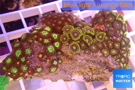 Zoanthus mix color 5-6 cm WYSIWYG acclimaté