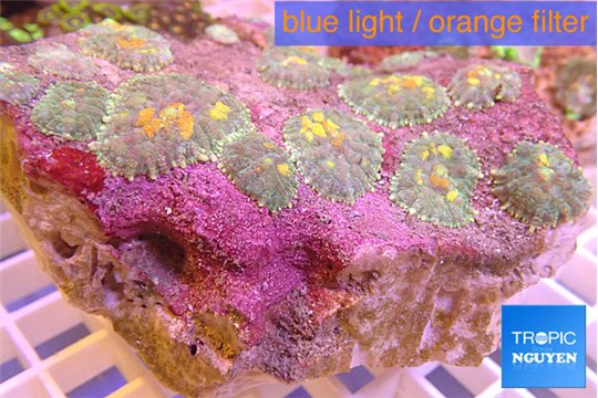 Rhodactis fusion 8-12 cm WYSIWYG acclimaté