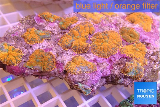 Rhodactis red blue superman 9-13 cm WYSIWYG acclimaté