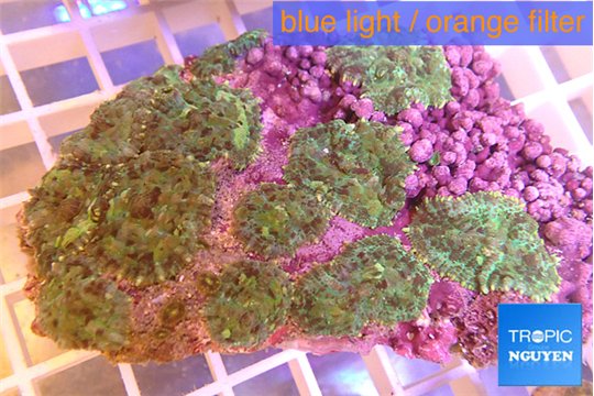 Rhodactis marble 6-8 cm WYSIWYG acclimaté