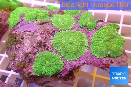 Rhodactis neon green 7-10 cm WYSIWYG acclimaté