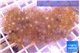 Parazoanthus gracilis yellow polyps 6-8 cm WYSIWYG acclimaté