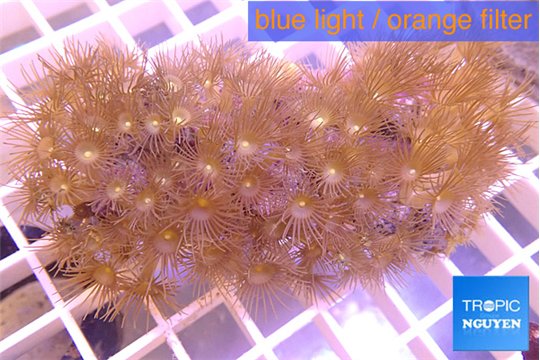 Parazoanthus gracilis yellow polyps 6-8 cm WYSIWYG acclimaté