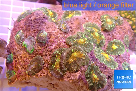 Rhodactis fusion 8-12 cm WYSIWYG acclimaté