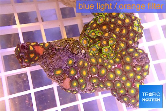 Zoanthus orange 5-7 cm WYSIWYG acclimaté