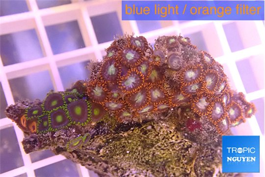 Zoanthus mix color 2-4 cm WYSIWYG acclimaté