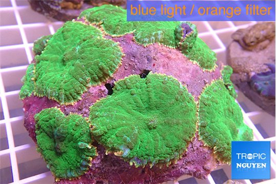 Rhodactis neon green & yellow 7-10 cm WYSIWYG acclimaté