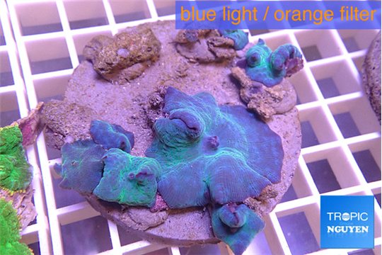 Discosoma deep blue avatar 5-6 polyps WYSIWYG acclimaté