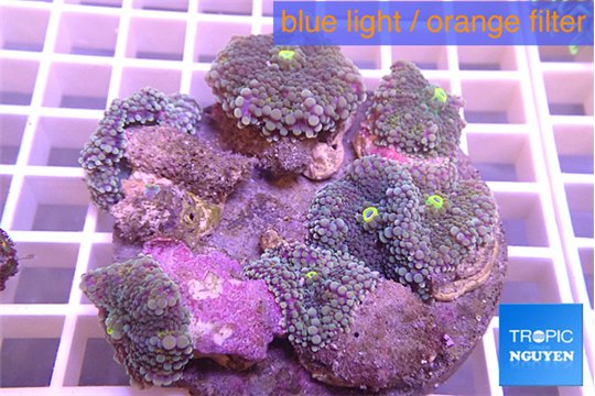 Ricordea yuma purple 7-12 cm WYSIWYG acclimaté