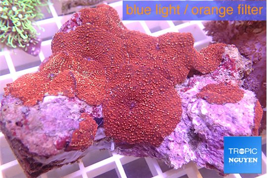 Discosoma red galaxy 8-12 cm WYSIWYG acclimaté