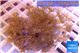 Parazoanthus gracilis yellow polyps 4-5 cm WYSIWYG acclimaté