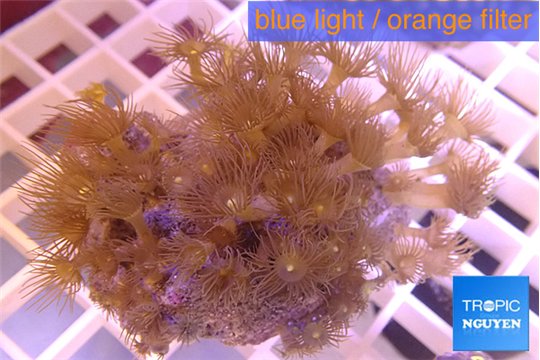 Parazoanthus gracilis yellow polyps 4-5 cm WYSIWYG acclimaté