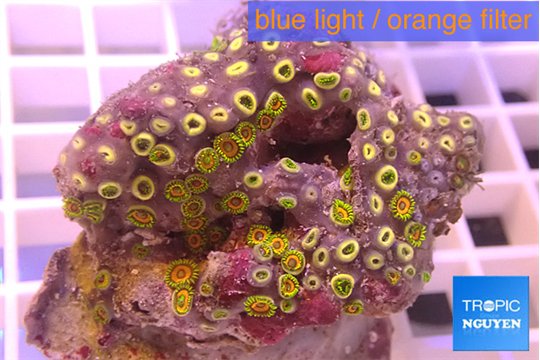 Zoanthus green 3-5 cm WYSIWYG acclimaté