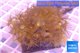 Parazoanthus gracilis yellow polyps 4-5 cm WYSIWYG acclimaté