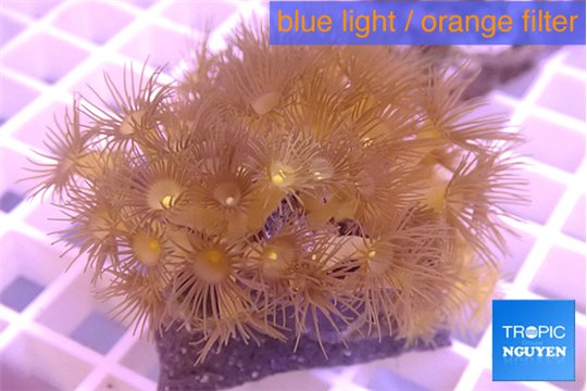 Parazoanthus gracilis yellow polyps 4-5 cm WYSIWYG acclimaté