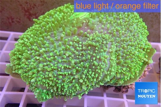 Amplexidiscus fenestrafer green 6-11 cm WYSIWYG acclimaté