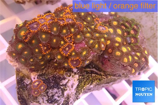 Zoanthus mix color 4-5 cm WYSIWYG acclimaté