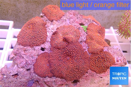 Discosoma red & blue spot 8-12 cm WYSIWYG acclimaté