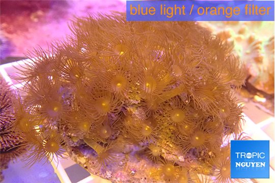 Parazoanthus gracilis yellow polyps 8-12 cm WYSIWYG acclimaté