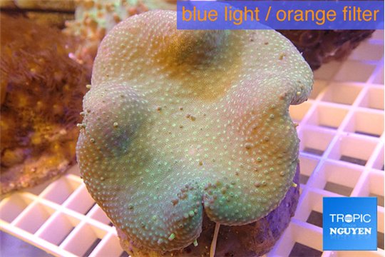 Sarcophyton long polyps 7-14 cm WYSIWYG acclimaté