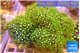 Pachyclavularia neon green 8-12 cm WYSIWYG acclimaté