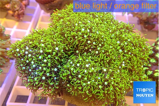 Pachyclavularia neon green 8-12 cm WYSIWYG acclimaté