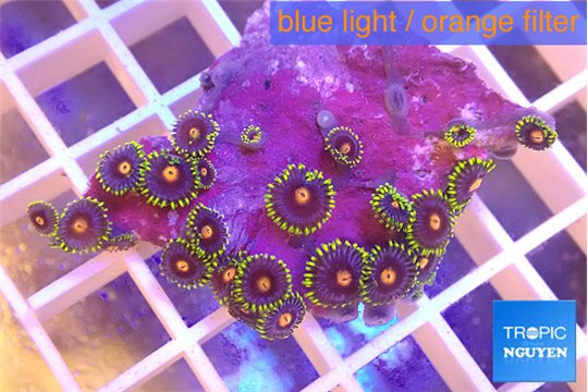 Zoanthus purple green 3-5 cm WYSIWYG acclimaté