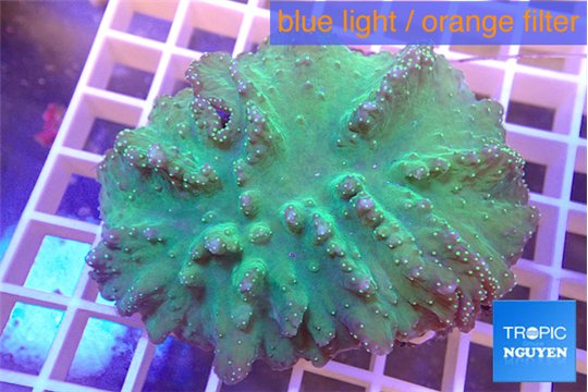 Sinularia dura green 6-8 cm WYSIWYG acclimaté