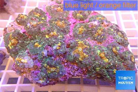 Rhodactis orange fusion 8-13 cm WYSIWYG acclimaté