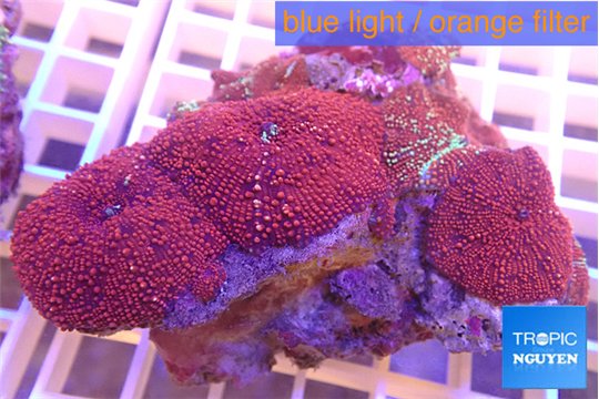 Discosoma red galaxy 5-7 cm WYSIWYG acclimaté