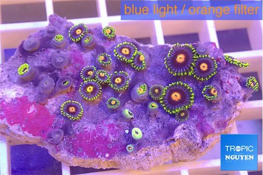 Zoanthus purple green 3-4 cm WYSIWYG acclimaté