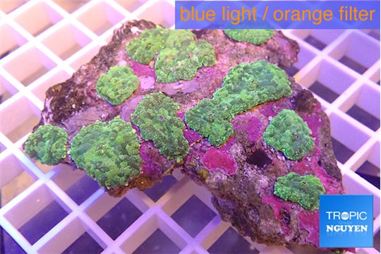 Rhodactis purple green 5-7 cm WYSIWYG acclimaté