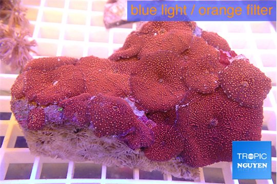 Discosoma red galaxy 7-10 cm WYSIWYG acclimaté