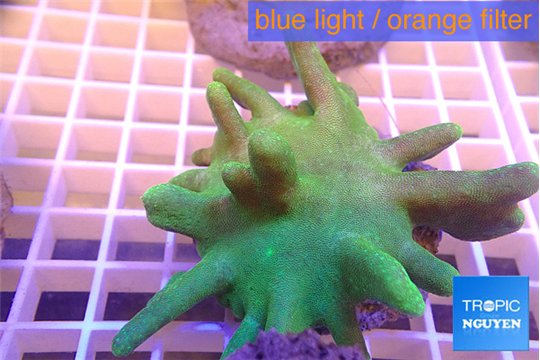 Lobophytum greeny 8-12 cm WYSIWYG acclimaté