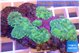 Rhodactis purple green 4-6 cm WYSIWYG acclimaté