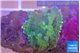 Rhodactis purple green 1 polyp WYSIWYG acclimaté