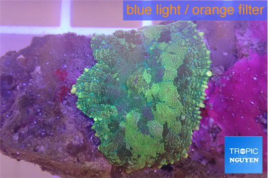 Rhodactis purple green 1 polyp WYSIWYG acclimaté