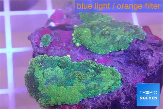 Rhodactis purple green 2 polyps WYSIWYG acclimaté