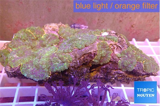 Rhodactis purple green 8-12 cm WYSIWYG acclimaté