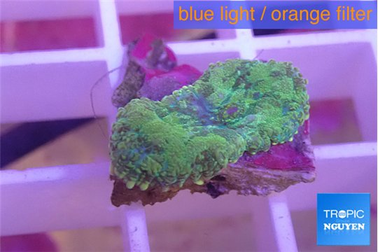 Rhodactis purple green 1 polyp WYSIWYG acclimaté